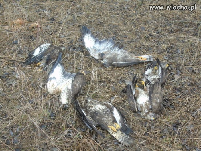 Ktoś wysypuje w lesie trutkę. Padło już 7 bielików