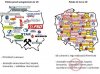 Pomoc UE