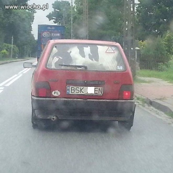 They see me rolnik