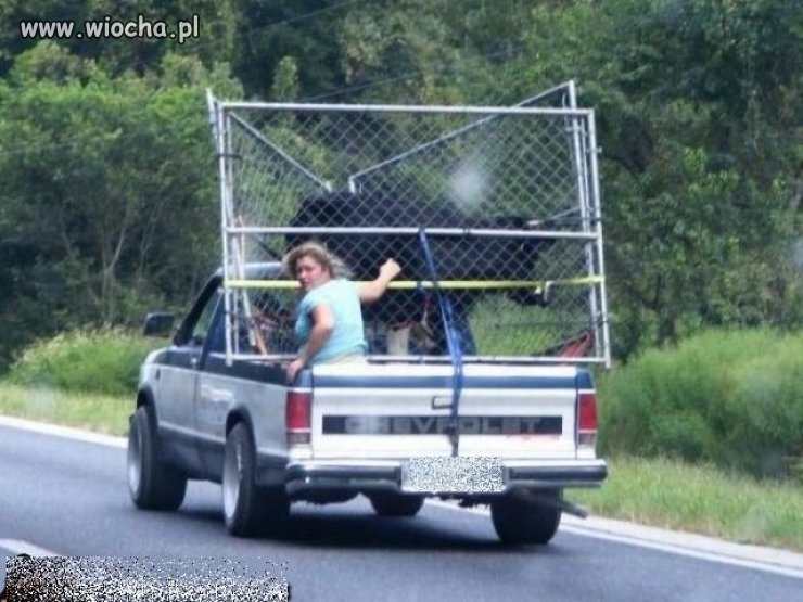 Transport byka