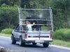 Transport byka