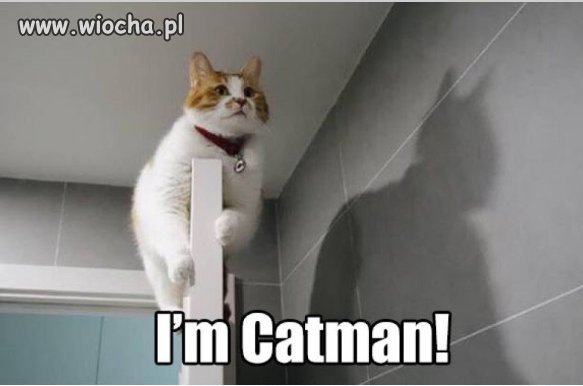 CATMAN