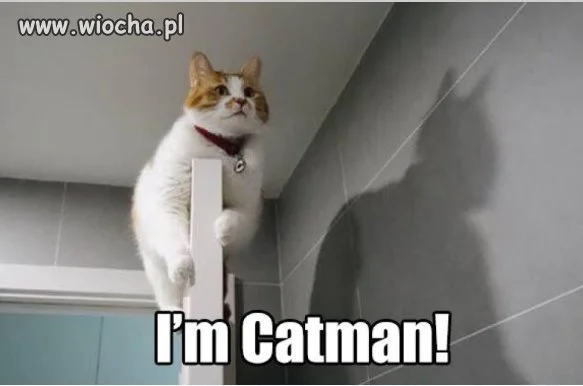 CATMAN