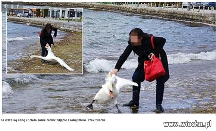 Wydarła łabędzia z wody żeby zrobić zdjęcie...