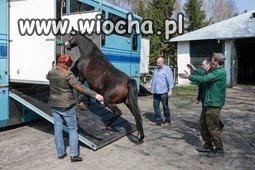 Ewakuacja koni z Janowa-upadek stadniny ?