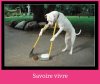 Savoire vivre