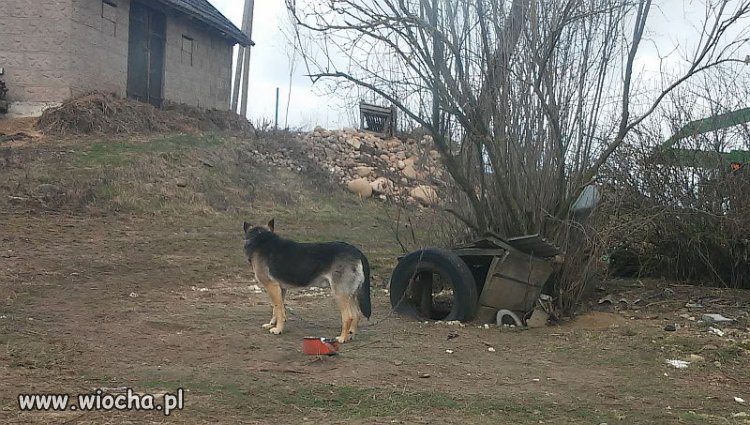 Pieskie życie 
