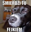 Pies Ci prawdę powie 