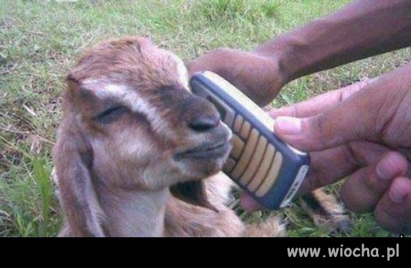 Arabski sex telefon