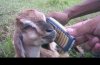 Arabski sex telefon