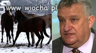 W Janowie Podlaskim padła trzecia klacz