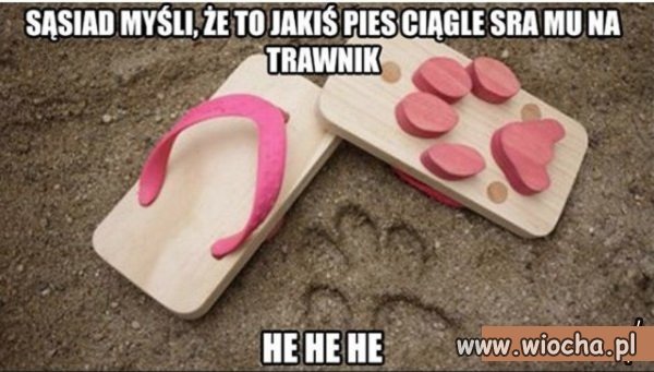 Srający pies