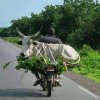 Transport 