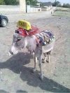 Taxi 
