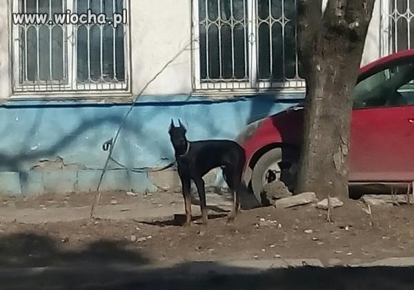 Spokojnie, pies jest przywiązany do drzewa