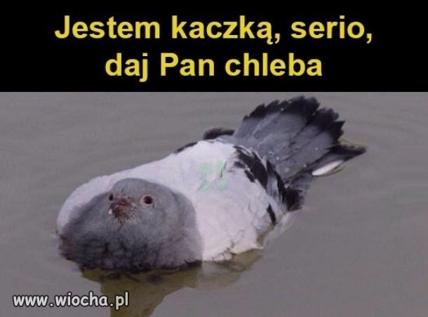 Jestem kaczką