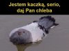 Jestem kaczką