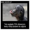 Dzióbek