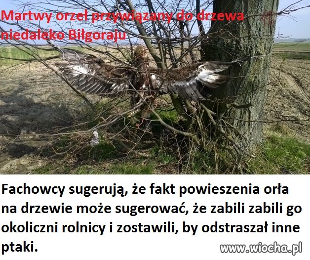 Ktoś w gminie Turobin (woj. lubelskie) rozwiesił 