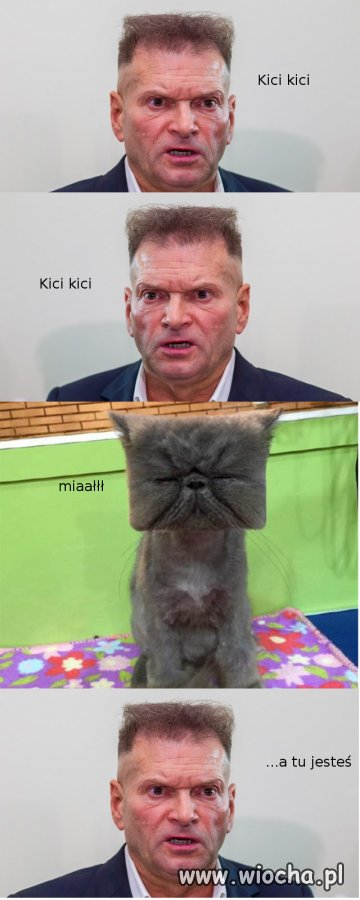 Kot detektywa