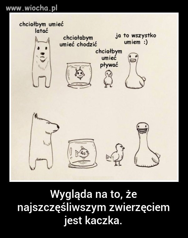 Kaczka wszystko potrafi