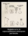 Kaczka wszystko potrafi