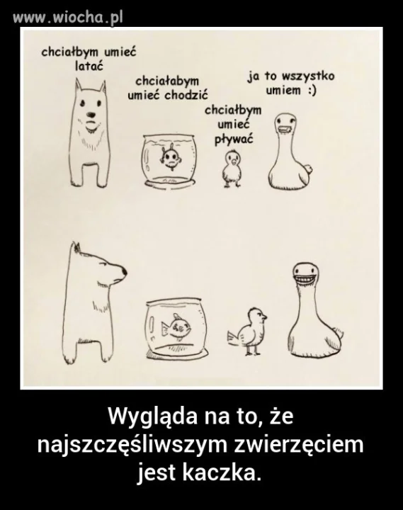Kaczka wszystko potrafi