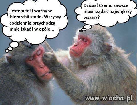 Największy 