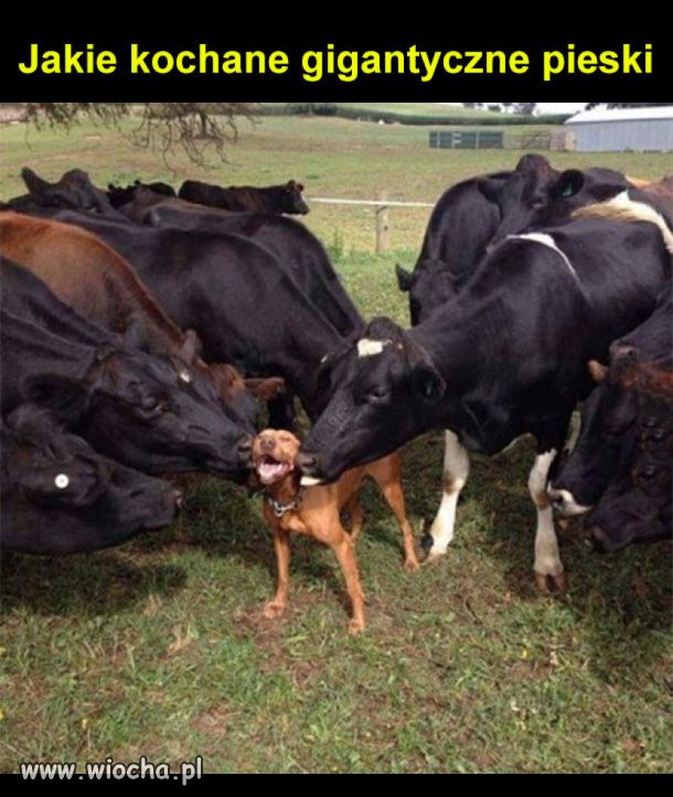Ale kochane 