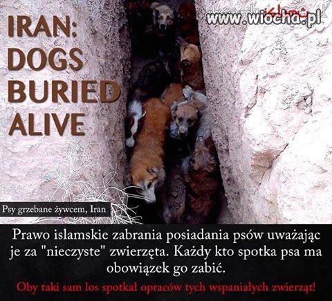 Religia pokoju 