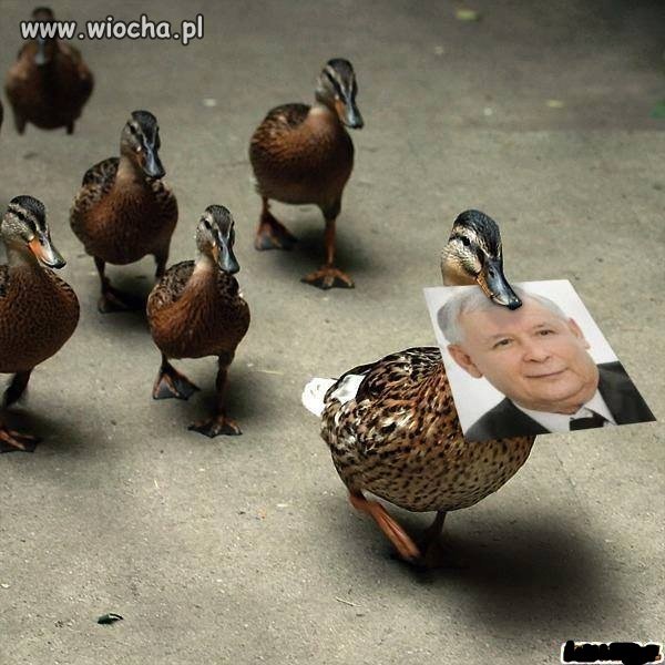 Gęsiego