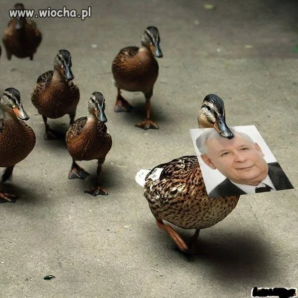 Gęsiego