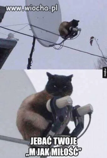Gdzie jest kot 