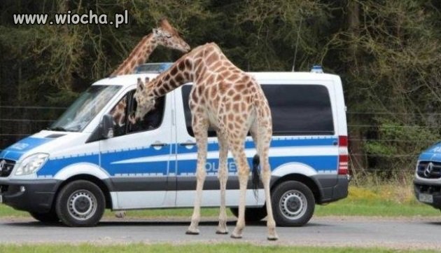 Jakiś problem panie władzo?