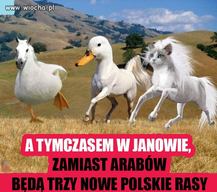 Eugenika Prezesa