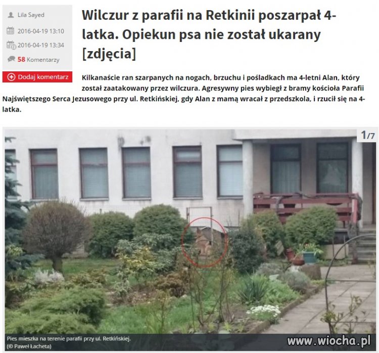 Pies znerwicowany jakiś...