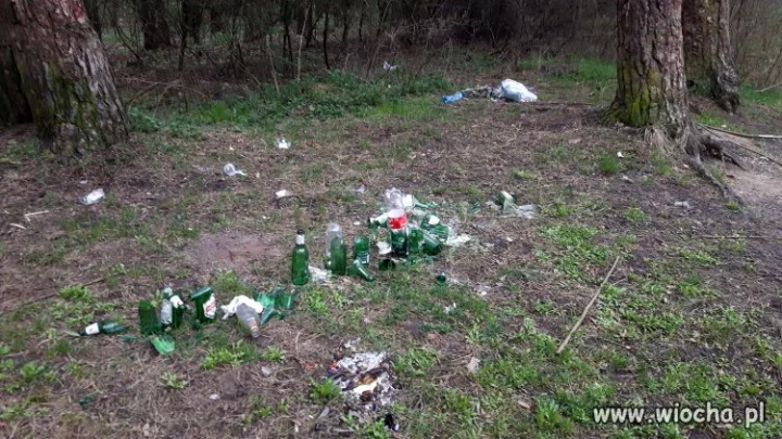 Wpuścić bydło do lasu... 