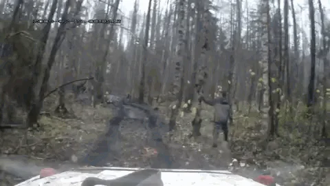 Z brzozami tak bywa