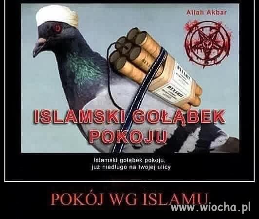 Gołąbek pokoju 
