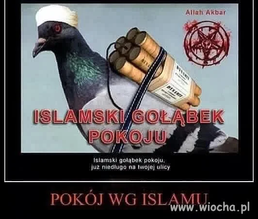 Gołąbek pokoju 