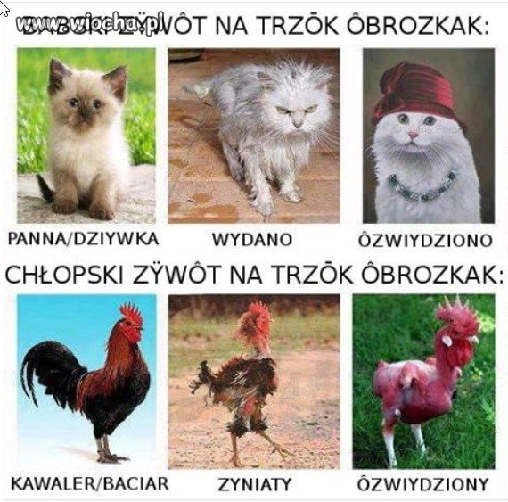 Gwara góralska