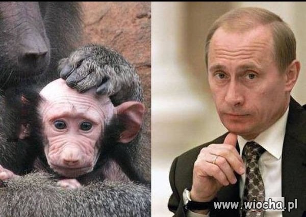W świecie małp