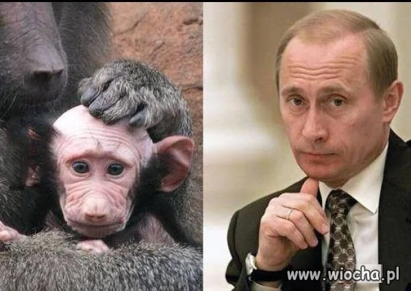 W świecie małp