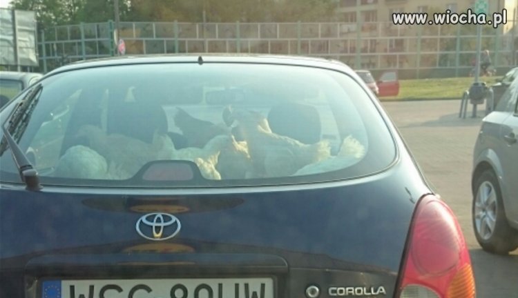 Toyotem kury wożem 