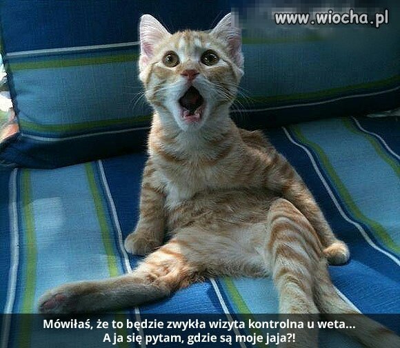 Coś na poprawę humoru