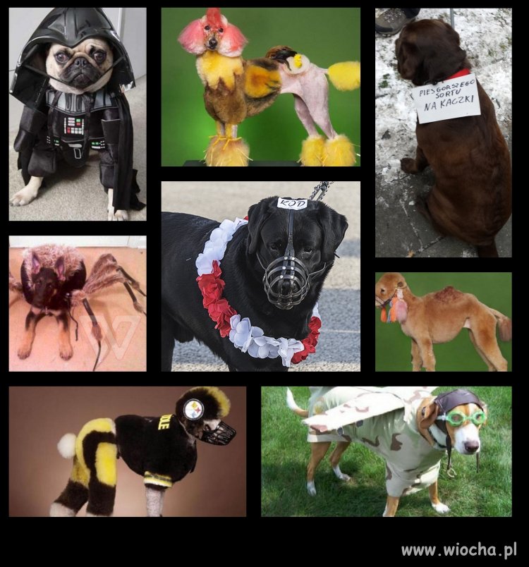 Z cyklu