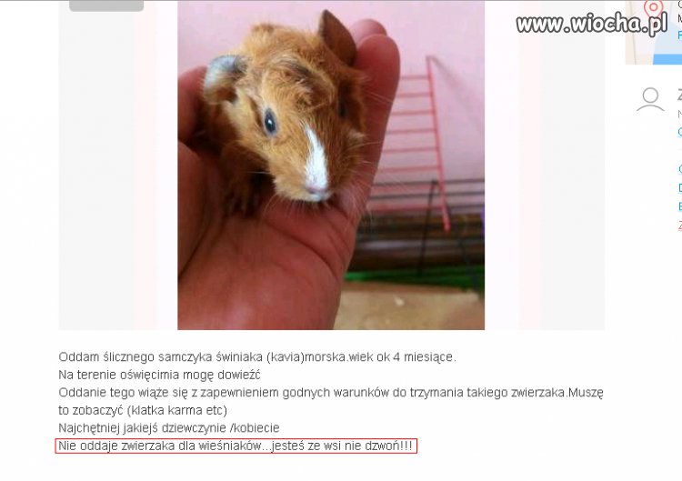 Świnka morska