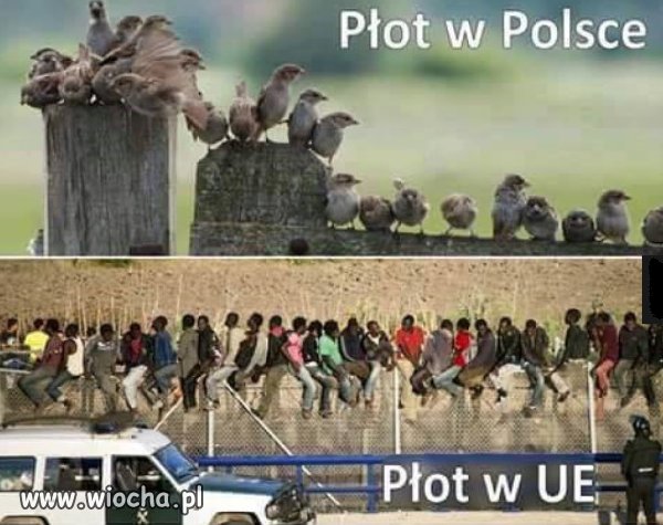 Płot.