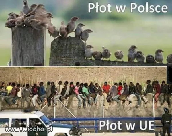 Płot.