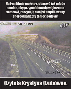 Taniec godowy 